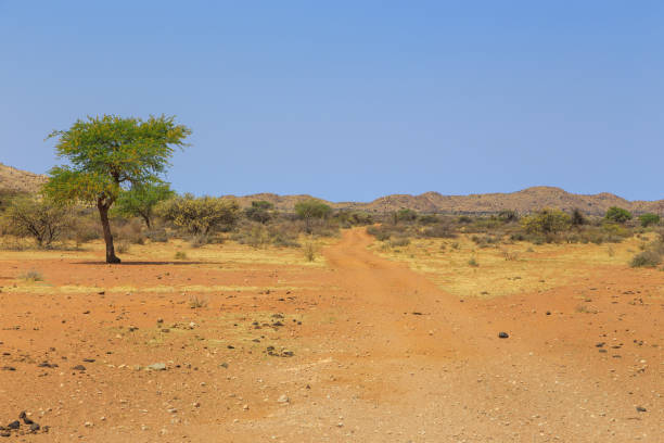 istock African savannah during a hot day. Namibia. 1435556963