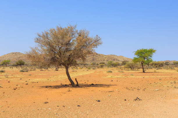 istock African savannah during a hot day. Namibia. 1435556989