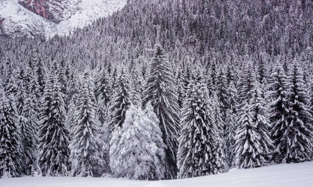 der schöne wald in den vom schnee gefärbten bergen - nebraska landscape midwest usa landscaped stock-fotos und bilder