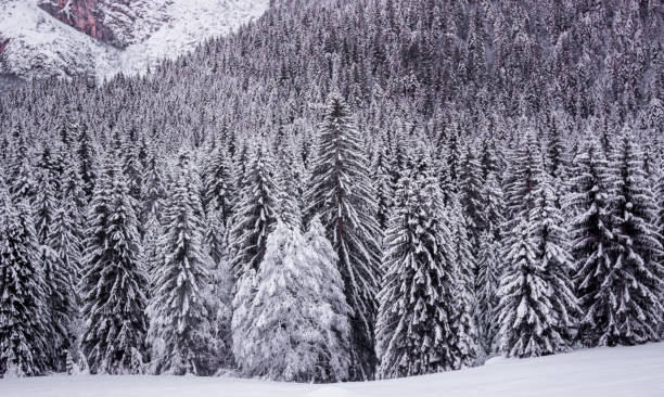 la bellissima foresta tra le montagne imbiancate dalla neve - nebraska landscape midwest usa landscaped foto e immagini stock