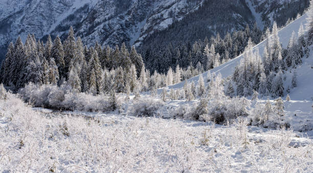 slowly the sun sets over the snow-covered forest in winter
