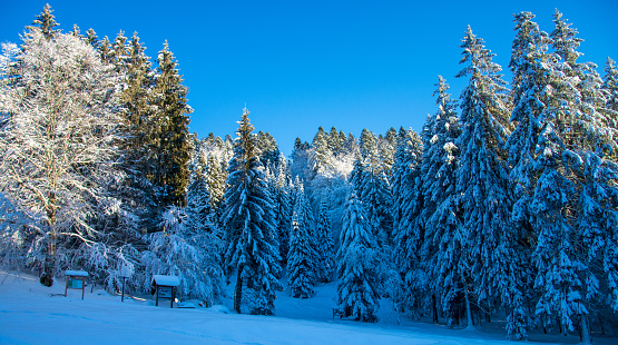 El cielo azul es el telón de fondo de un hermoso día nevado en las montañas photo