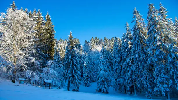 Photo of the blue sky is the backdrop to a beautiful snowy day in the mountains