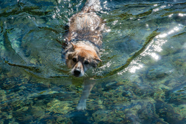 istock Nature Animals Pets in the water Outdoors in summer 1435558515