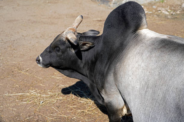 A picture of a black and gray zebu indicine cattle