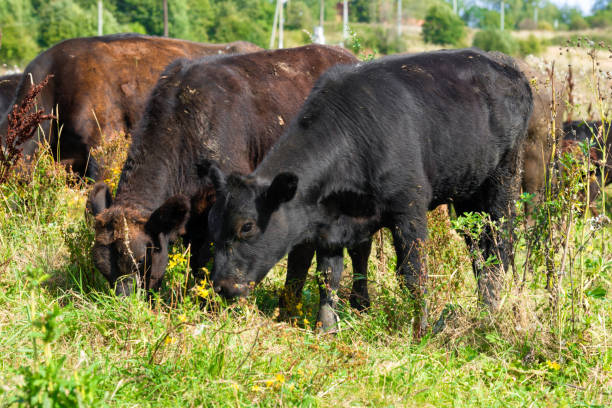 istock Young bulls in the pasture eating grass summer day 1435560831