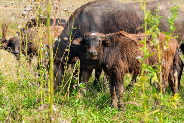 istock Buffalo calf on a field on a summer day 1435560835