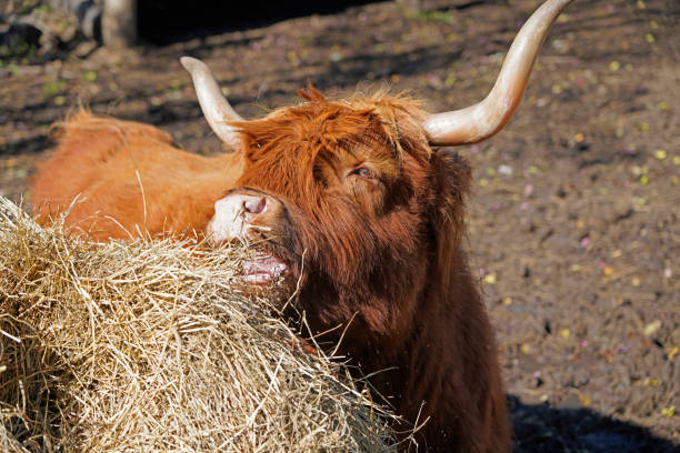 A highland cow eating hay in a field in Scotland.
