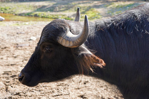 A picture closeup of a asian water buffalo bubalus bubalis