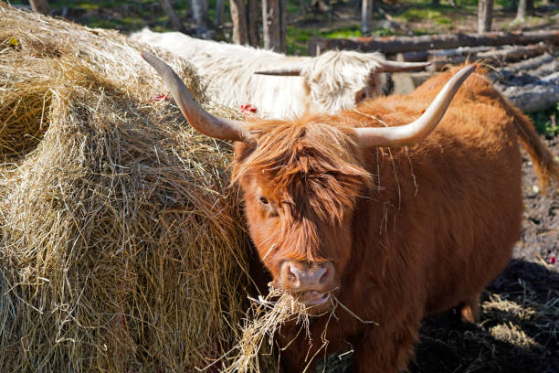 A picture of a red brown domestic yak tartary ox  grunting ox hairy cattle eating hay