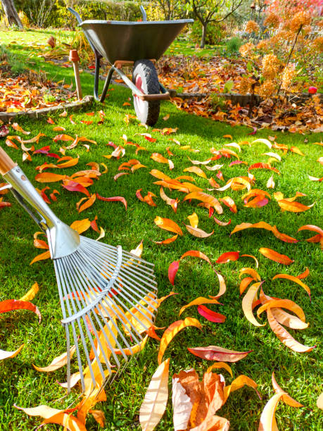 istock Autumn allotment 1435561460