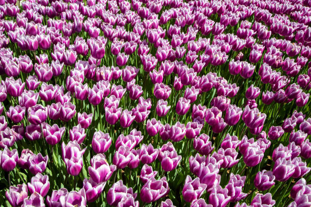 Blooming colorful tulips in flower-garden under sunshine.