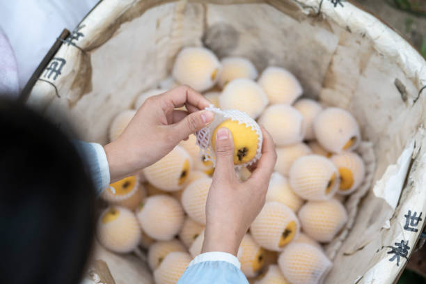 istock Farmers are packing loquats 1435563029