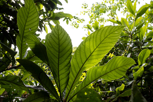 Chinese herbal medicine loquat tree leaves