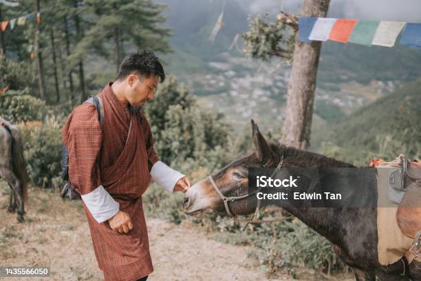 Bhutanese Tour Guide Touching Mule After Trail Ride In Bhutan Stock Photo - Download Image Now