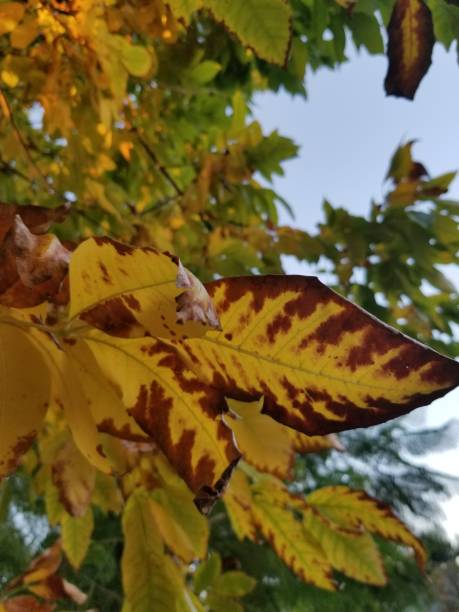 istock Autumn in the park 1435568691