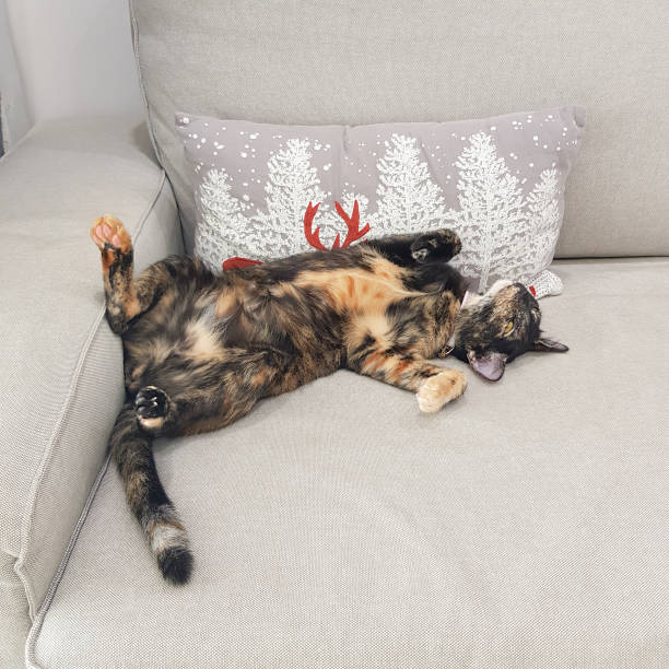 istock black and orange car laying down happy on the gray sofa 1435571424