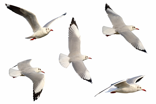 Set of seagulls flying isolated on white background. Mongolian Gull