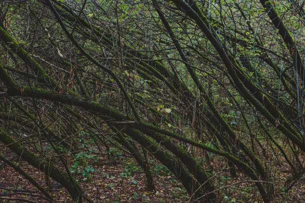 Mysterious dark forest with mossy trees. Dense thickets, gloomy, mysterious green forest with wind-bent trees and moss.