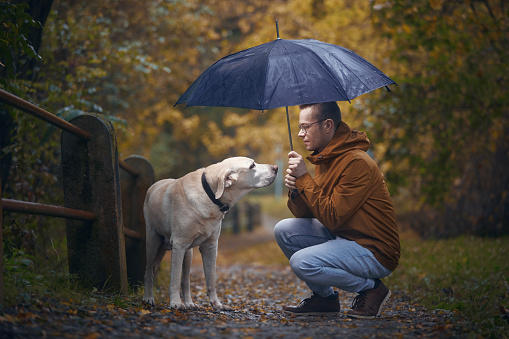 Man with dog in rain. Pet owner holding umbrella above his old labrador retriever during autumn day.