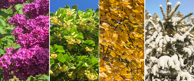 Collage of nature at different times of the year. Close-up.