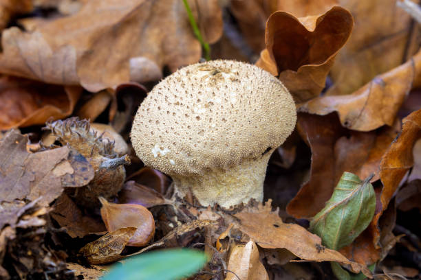 istock Lycoperdon perlatum, popularly known as the common puffball 1435587128