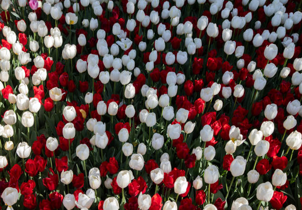 Red and white tulips in garden
