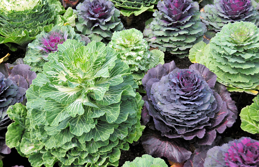 Winter vegetable / Chinese cabbage cultivation