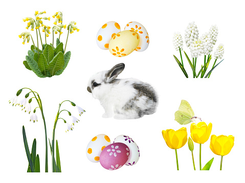 Little spotty rabbit, painted easter eggs, snowdrop, muscari, cowslip, tulip flowers and butterfly isolated on white