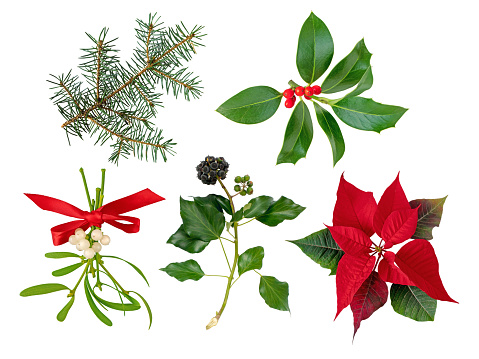 Mistletoe bunch tied with red satin bow,Christmas holly branch,Christmas tree branch,Ivy and Poinsettia Christmas Eve flower or Flor de Pascua holiday decoration plants set isolated on white