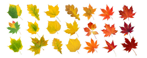 istock Set of autumn colored leaves isolated on white 1435588183