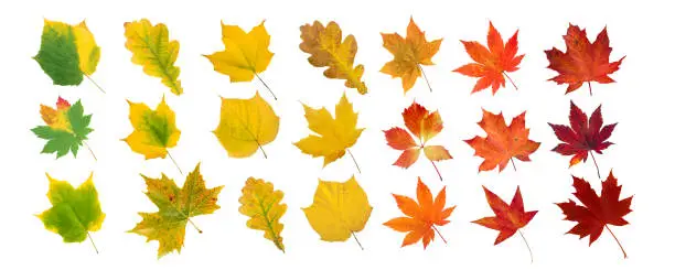 Set of green, yellow, orange and red leaves isolated on white. Autumn colored canada and japanese maple, oak, grape, platan leaves gradient. Transition from summer to fall.