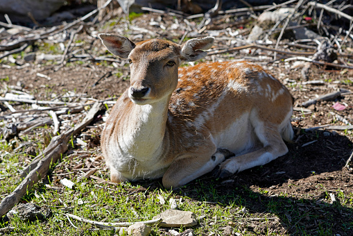 A picture of a fawn lying baby common fallow deer in woods