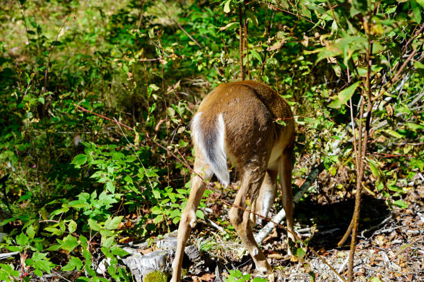 istock Tail of a virginia deer whitetailed deer rear view 1435588866