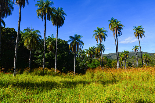 Buriti palm trees (Mauritia flexuosa) near the Cachoeira Grande waterfall, on the outskirts of the Serra do Cipó National Park, Minas Gerais state, Brazil