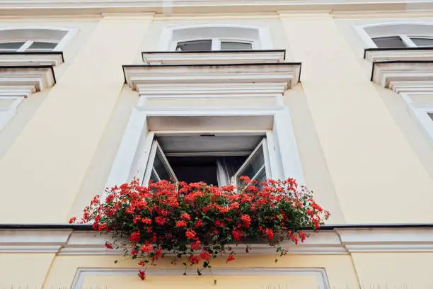 Window and flowerbox. Window decorated with red Geranium flowers. House wall with windows and flowers in flower boxes.