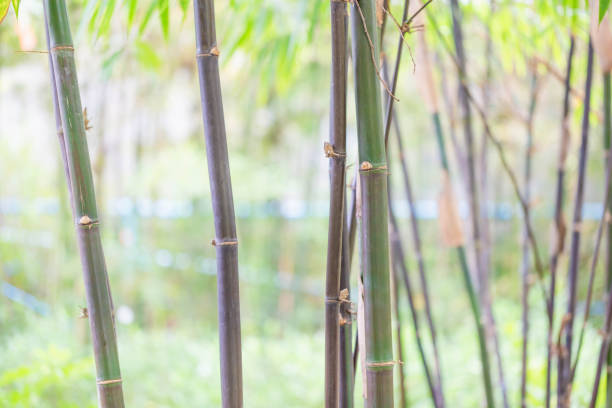 istock Bamboo forest background, Fresh bamboo trees in garden 1435590356