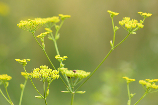 Close-up of yellow parsnip flowers with blurred background