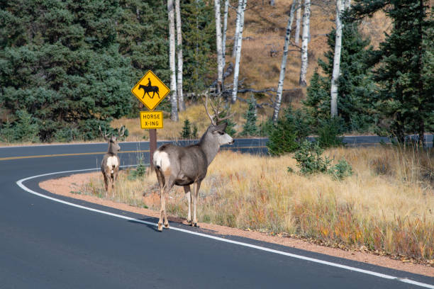 istock Two Mule deer stag (bucks) crossing the road for different grass 1435592780
