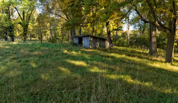 Photo of Old Shed in the Woods