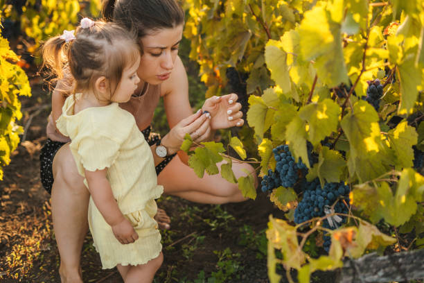 Mother with her baby girl walking through a vineyard in summer tasting this year's harvest. Summer nature. Smiling happy child. Happy family. Fun family. stock photo