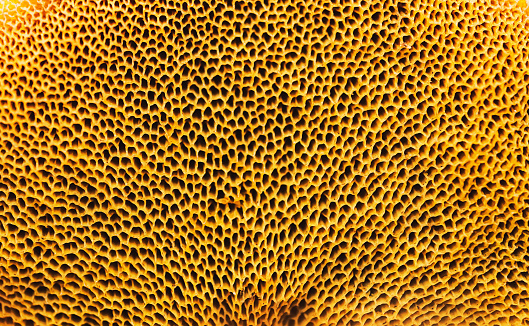Closeup of the underside of a wild mushroom.