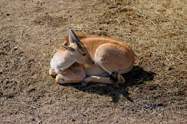 Montana antelope (pronghorn) looking out on a hill top prairie, USA