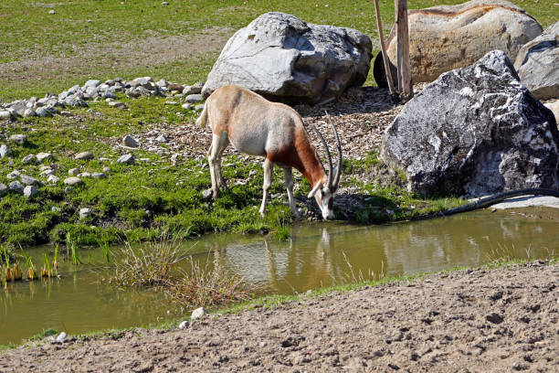 istock A scimitar oryx in a zoo, sahara oryx 1435594859