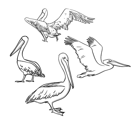 Sketch illustration of a pelican in various poses, both flying through the air and standing on its legs
