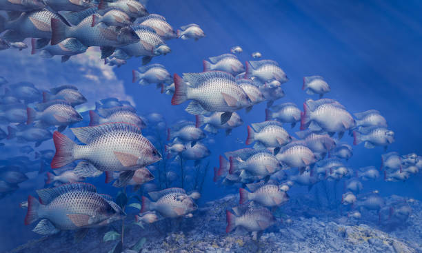 stormi di pesci nuotano in gruppo, il cerchio sottomarino brilla. un sacco di tilapia nuota in gruppo o in gruppo. naturalmente, sott'acqua, mandrie di pesce vengono nutrite per il cibo. rendering 3d. - tilapia foto e immagini stock