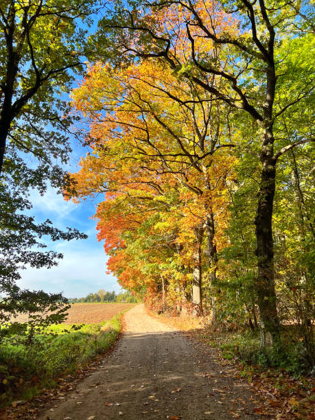 istock Rural road in autumn 1435596462