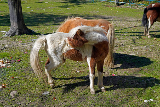 portrait of beautiful icelandic horses playing together wild