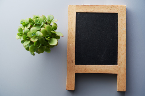 blank blackboard with succulent  plant against gray background
