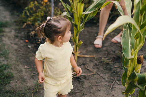 Child eating roasted corn in a corn field